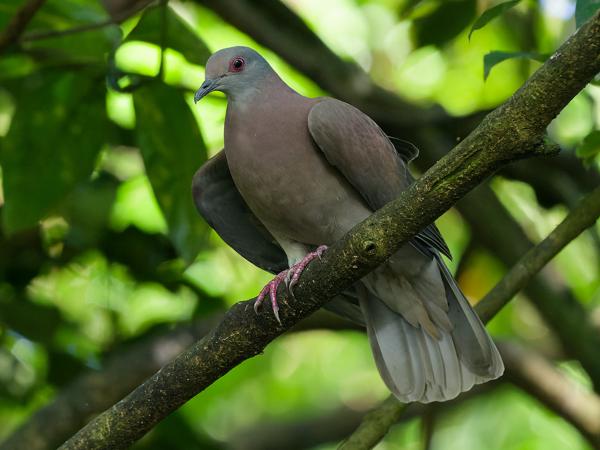 <h3><a href="/trips/costa-rica/biota/animalia/chordata/aves/026 columbiformes/001 columbidae/patagioenas cayennensis/patagioenas cayennensis-nl.html">Patagioenas&nbsp;cayennensis</a> / Pale‑vented&nbsp;pigeon / Rosse&nbsp;duif</h3>OM-1 Mark II met OLYMPUS M.150-400mm F4.5, 1/1000 sec  bij F4.5, ISO 10000, afstand 5.49&nbsp;m